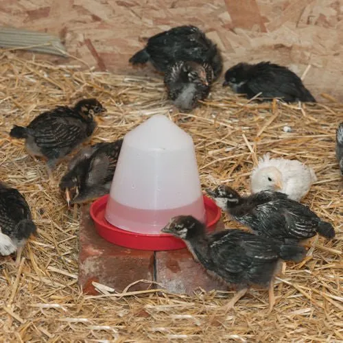 1.6 Quart Classic Chick Waterer